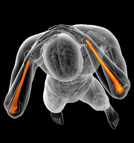 Illustration médicale 3d de l'os de l'ulna — Photo