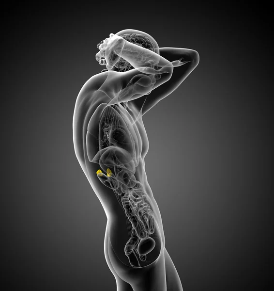 Insan böbrek üstü 3D render tıbbi çizimi — Stok fotoğraf