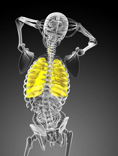 3d rendered illustration of the respiratory system — Stock Photo, Image