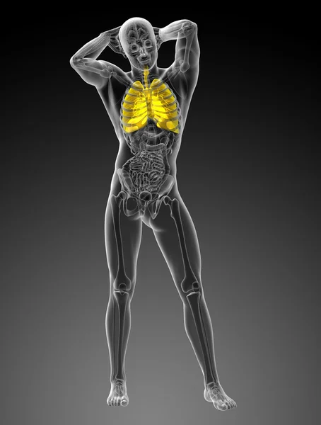 3d ilustração renderizada do sistema respiratório — Fotografia de Stock