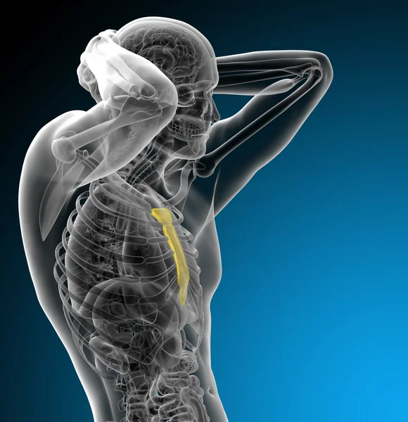 Illustration médicale du sternum en 3D — Photo