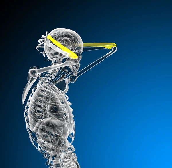 3d rendere illustrazione medica dell'osso dell'ulna — Foto Stock