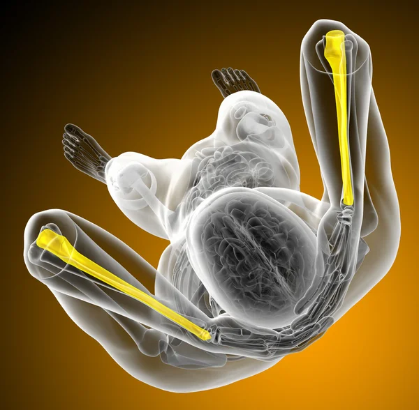 3D-Darstellung medizinischer Darstellung des Ulna-Knochens — Stockfoto