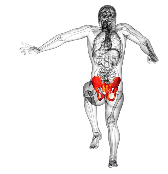 3D καθιστούν ιατρική απεικόνιση των οστών του ισχίου — Φωτογραφία Αρχείου