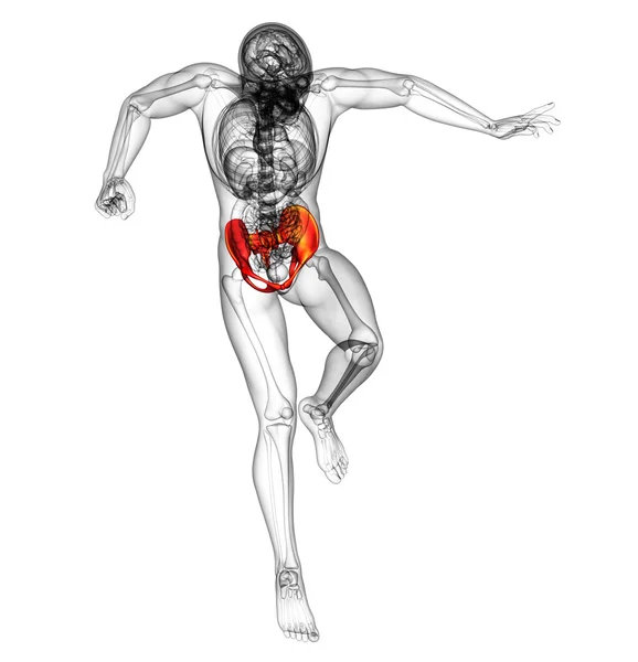 3d rendere illustrazione medica dell'osso dell'anca — Foto Stock