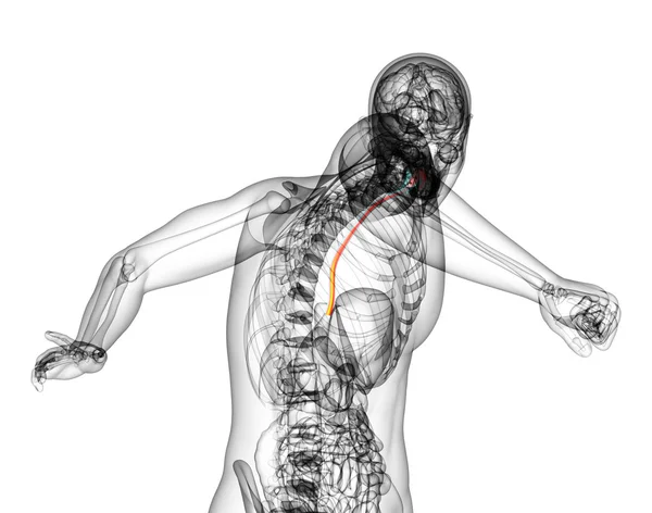 3D gerenderte Darstellung der Speiseröhre — Stockfoto