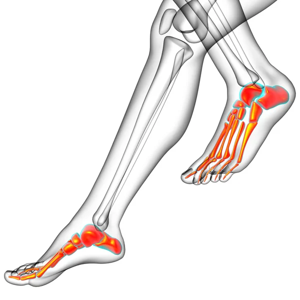 3d rendir ilustración médica del hueso de los pies — Foto de Stock