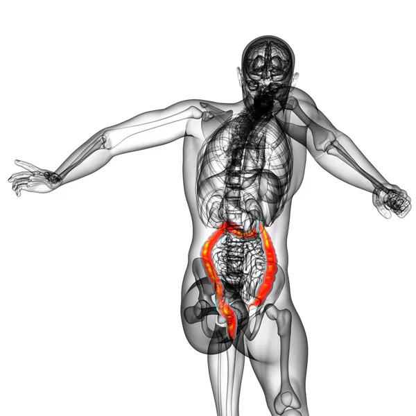 3d hacer ilustración médica del intestino grueso humano — Foto de Stock