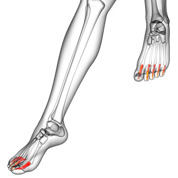 3D göra medicinsk illustration av falanger foten — Stockfoto