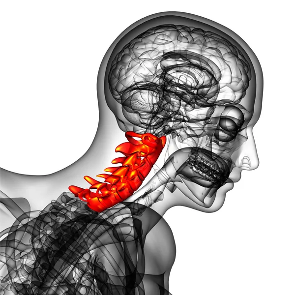 3d renderizar ilustração médica da coluna cervical — Fotografia de Stock