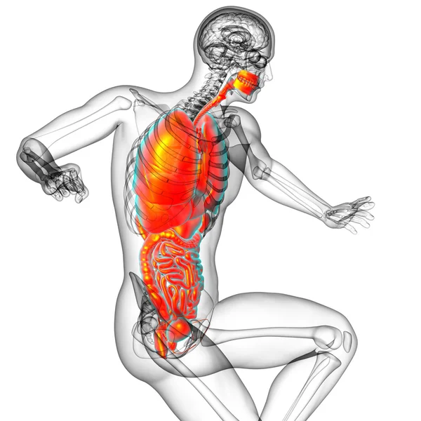 3D-Darstellung medizinischer Illustration des menschlichen Verdauungssystems und — Stockfoto