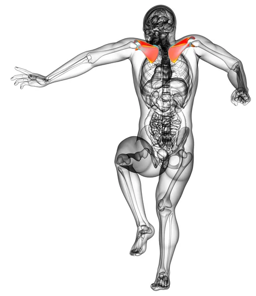 Illustration médicale 3d de l'omoplate — Photo