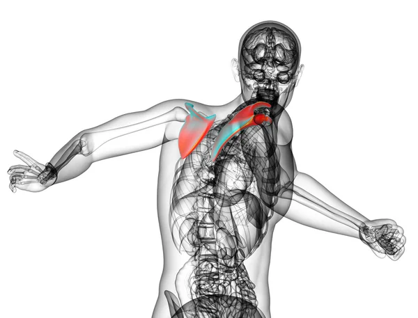 3d rendere illustrazione medica dell'osso della scapola — Foto Stock