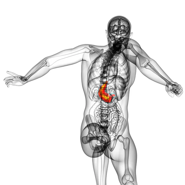 3d rendre illustration médicale de l'estomac — Photo