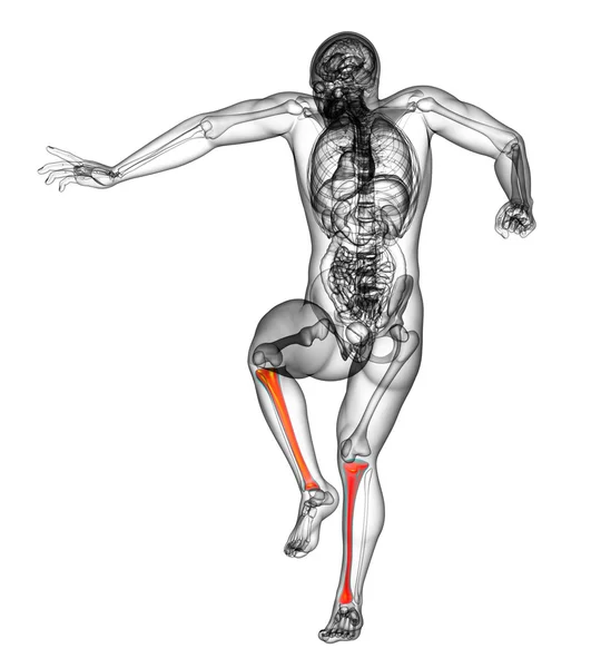 3d render medical illustration of the tibia — Stock Photo, Image