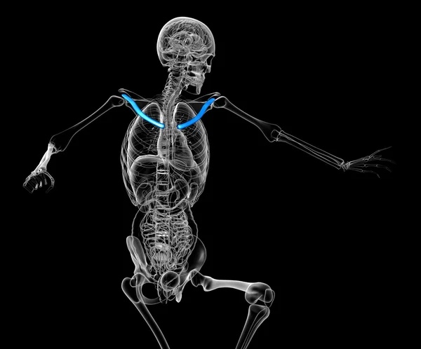 鎖骨の骨の 3 d レンダリングの医療イラスト — ストック写真