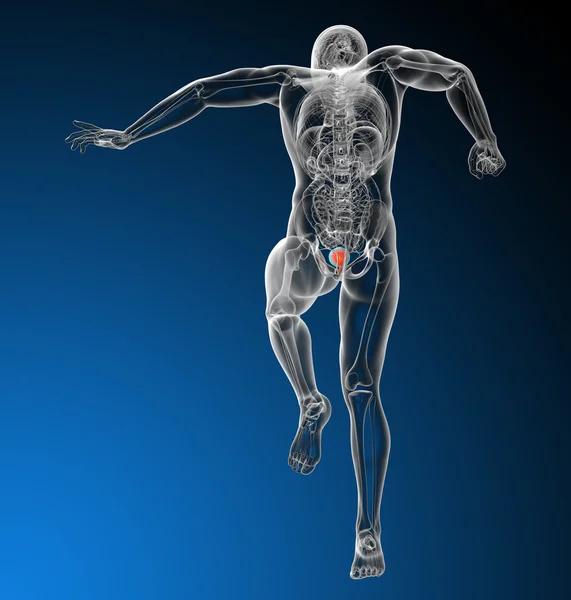 3d render medical illustration of the human bladder — Stock Photo, Image