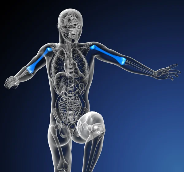 3D render medische illustratie van het opperarmbeen bot — Stockfoto