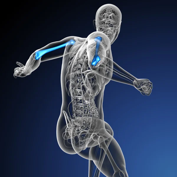 3D vykreslení lékařské ilustrace pažní kosti — Stock fotografie