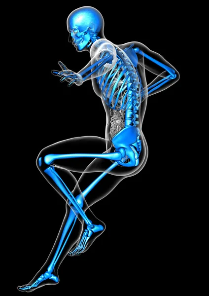 3d render medical illustration of the skeleton — Stock Photo, Image