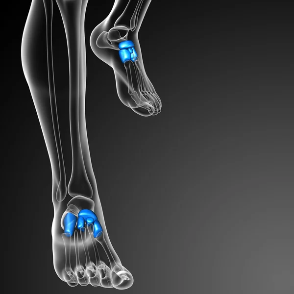 3d rendere illustrazione medica dell'osso tarsals — Foto Stock