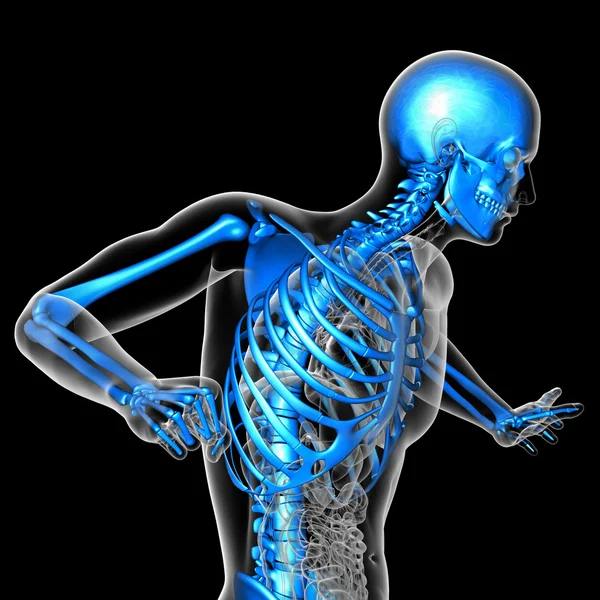 3d render medical illustration of the skeleton — Stock Photo, Image