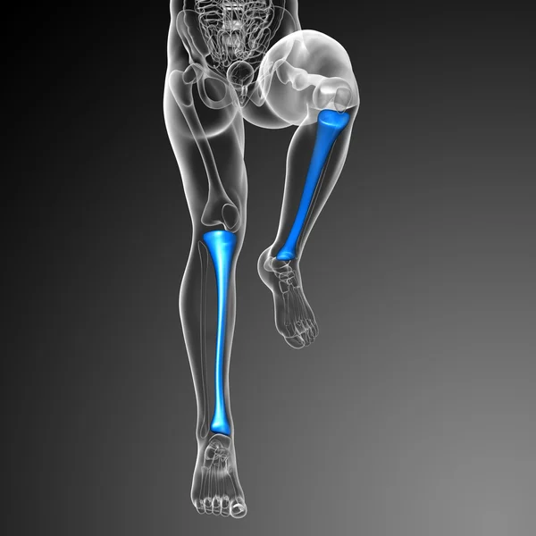 3-я медицинская иллюстрация берцовой кости — стоковое фото