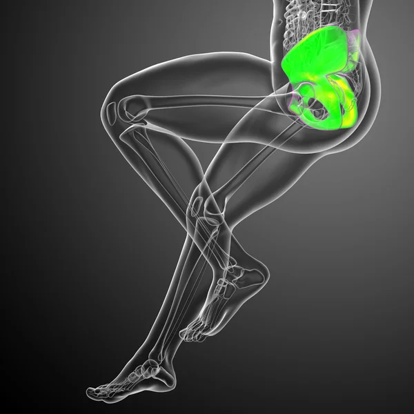 3D vykreslení lékařské ilustrace kosti pánve — Stock fotografie