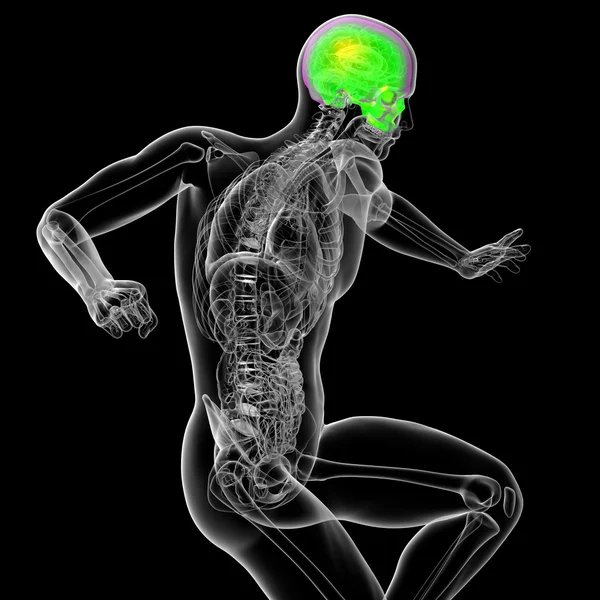 3D render medycznych ilustracja ludzki sull — Zdjęcie stockowe
