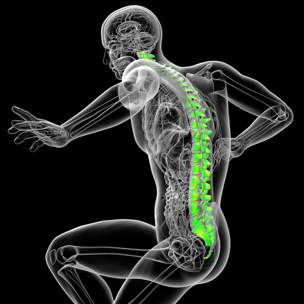 3d tornar ilustração médica da coluna vertebral humana — Fotografia de Stock