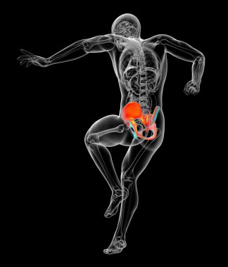 Leğen kemiğin 3D render Medikal illüstrasyon 