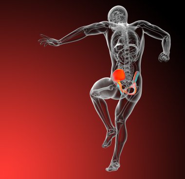 Leğen kemiğin 3D render Medikal illüstrasyon