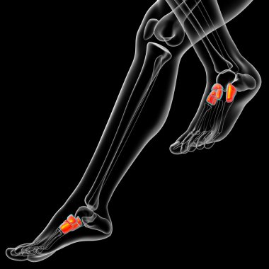 3D render Medikal illüstrasyon midfoot kemik 