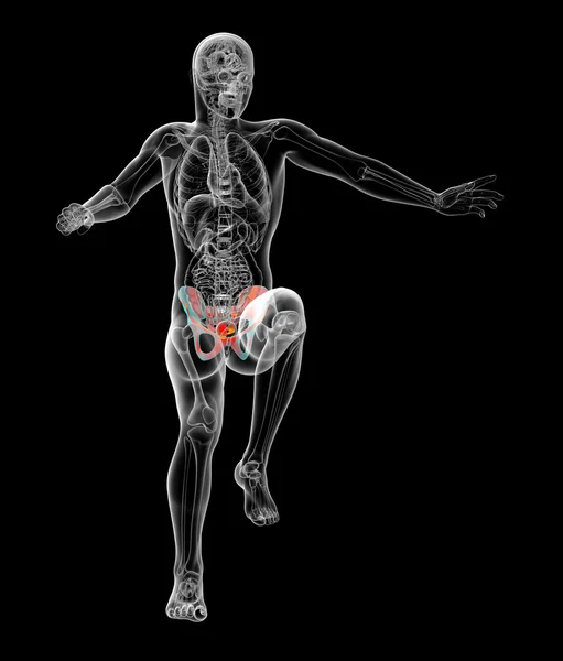 3d візуалізація медичної ілюстрації тазової кістки — стокове фото