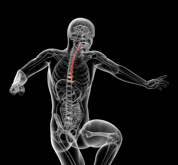 3d rendered illustration of the esophagus — Stock Photo, Image