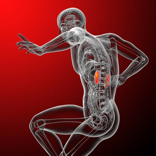 3D vykreslení lékařské ilustrace ledviny — Stock fotografie