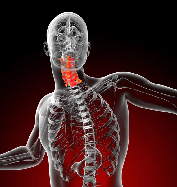 3d renderizar ilustração médica da coluna cervical — Fotografia de Stock