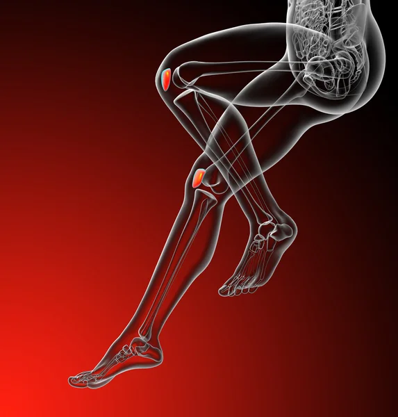 3D vykreslení lékařské ilustrace kostí čéšky — Stock fotografie