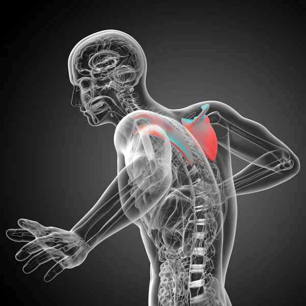 3D καθιστούν ιατρική απεικόνιση από το οστό της ωμοπλάτης — Φωτογραφία Αρχείου