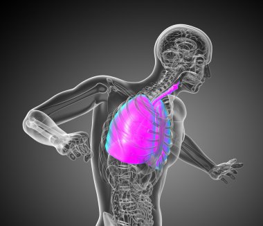 solunum sisteminin 3D render Medikal illüstrasyon