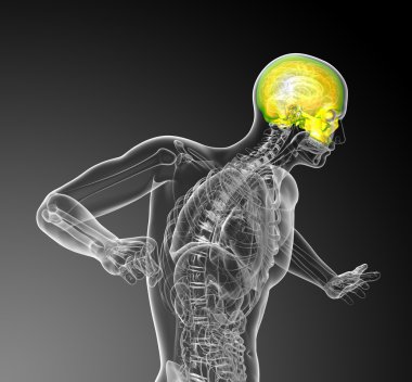 3D render Medikal illüstrasyon üst kafatası 