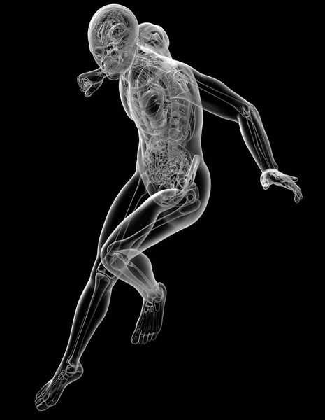 3d hacer ilustración médica de la anatomía humana —  Fotos de Stock