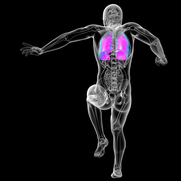 3d render medical illustration of the human lung — Stock Photo, Image