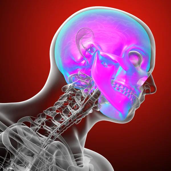 3d rendere illustrazione medica del cranio umano — Foto Stock