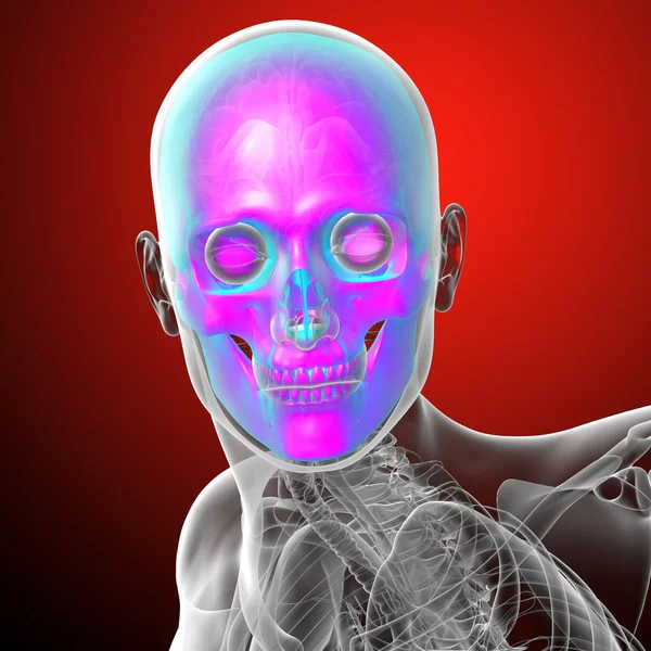 3D render Medikal illüstrasyon insan kafatası — Stok fotoğraf