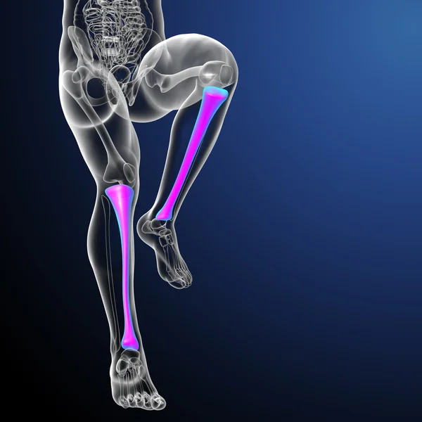 Illustration médicale du tibia en 3D — Photo