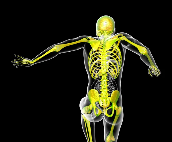 3d render medical illustration of the human skeleton — Stock Photo, Image