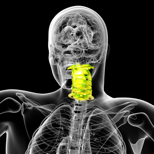 3d renderizar ilustração médica da coluna cervical — Fotografia de Stock