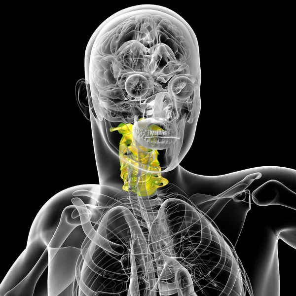 3D render orvosi illusztráció a nyaki gerinc — Stock Fotó