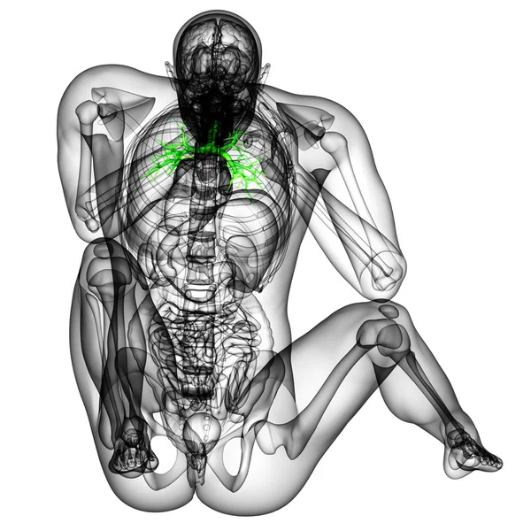 3D medische illustratie van de mannelijke bronchiën — Stockfoto